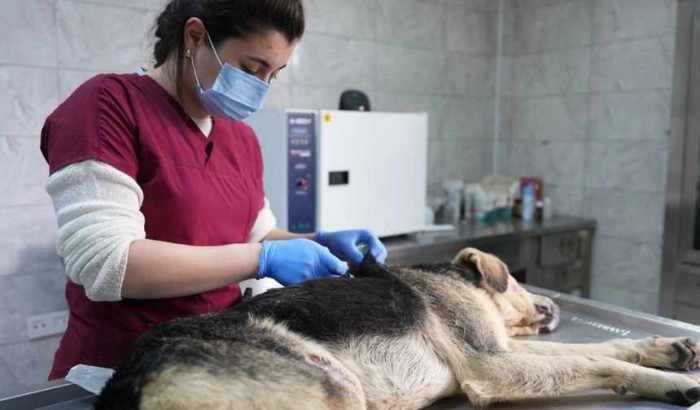 Yaban hayvanı uzmanı veterinerler tedavinin her aşamasında hayvanlarla ilgileniyor