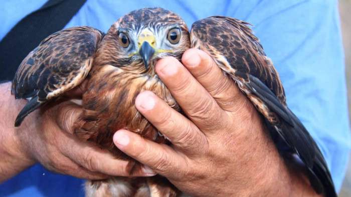 Yaralı bulunan atmaca tedavi edildi