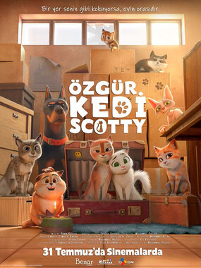 Özgür Kedi Scotty